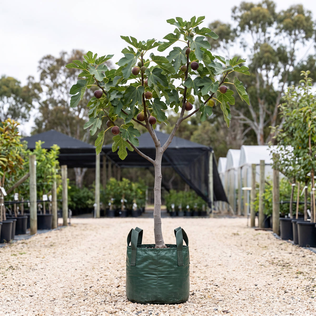 Preston Prolific Fig - Ficus carica ‘Preston Prolific’