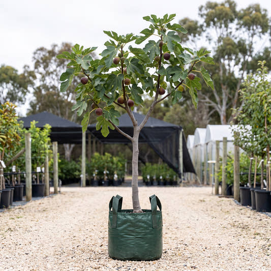 Preston Prolific Fig - Ficus carica ‘Preston Prolific’