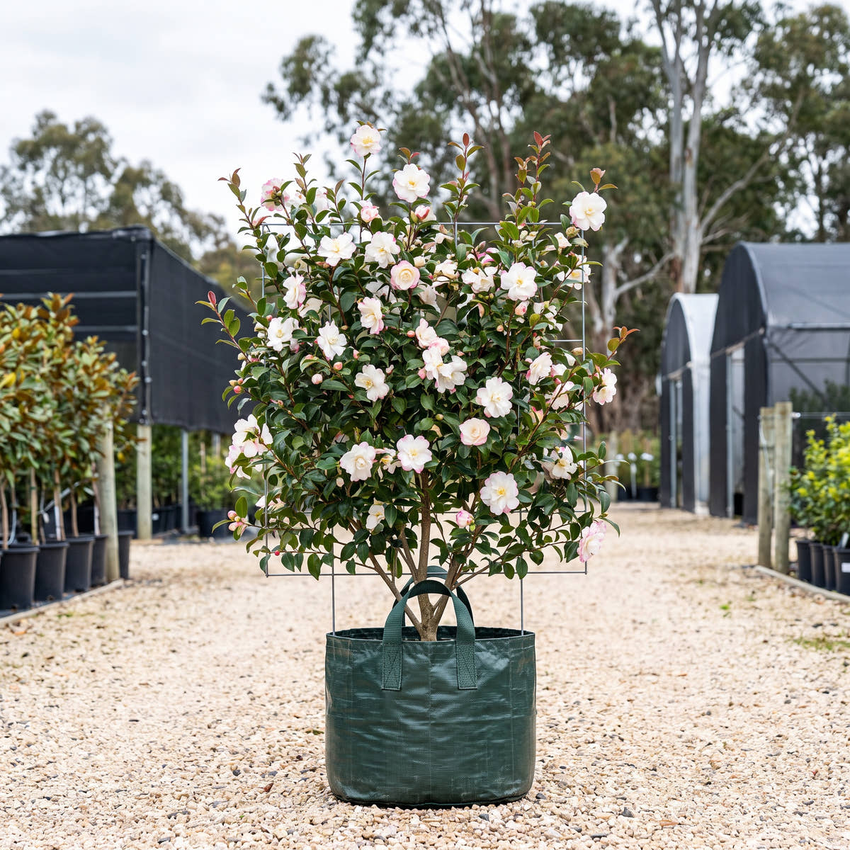 Paradise Blush Camellia (Espalier) - Camellia sasanqua ‘Paradise Blush’