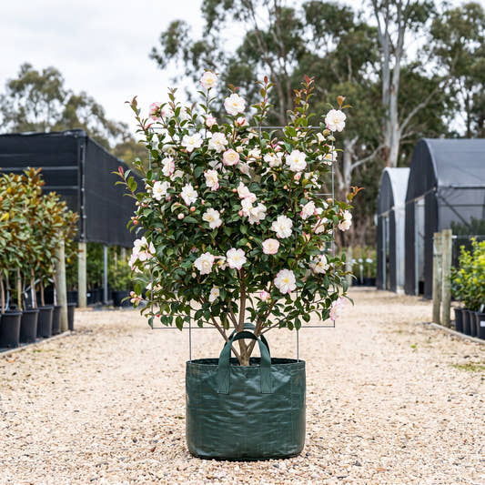 Paradise Blush Camellia (Espalier) - Camellia sasanqua ‘Paradise Blush’