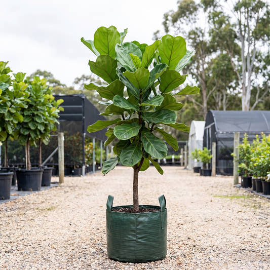 Fiddle Leaf Fig (Multi-Stem) - Ficus lyrata