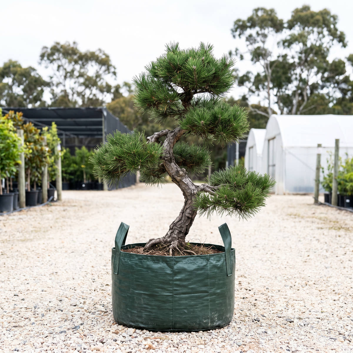 Little Osaka Japanese Black Pine - Pinus thunbergii ‘Little Osaka’
