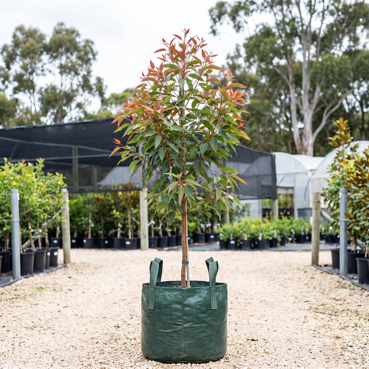Baby Scarlet Flowering Gum - Corymbia ficifolia ‘Baby Scarlet’
