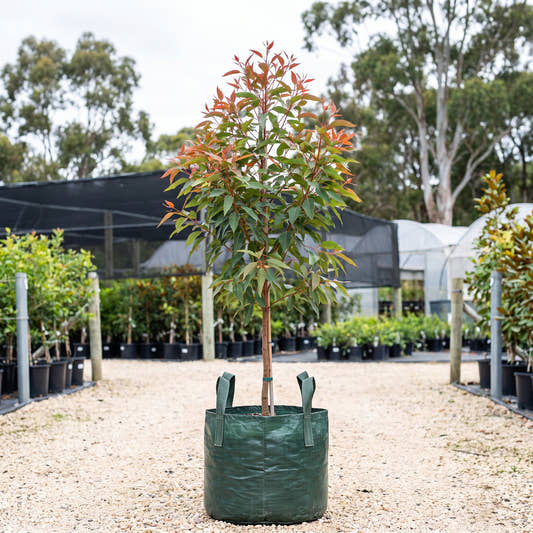 Baby Scarlet Flowering Gum - Corymbia ficifolia ‘Baby Scarlet’