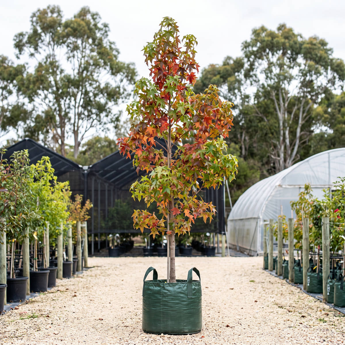 Hilleri Sweet Gum - Liquidambar styraciflua ‘Hilleri’
