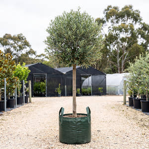 Paragon Olive (Standard) - Olea europaea ‘Paragon’