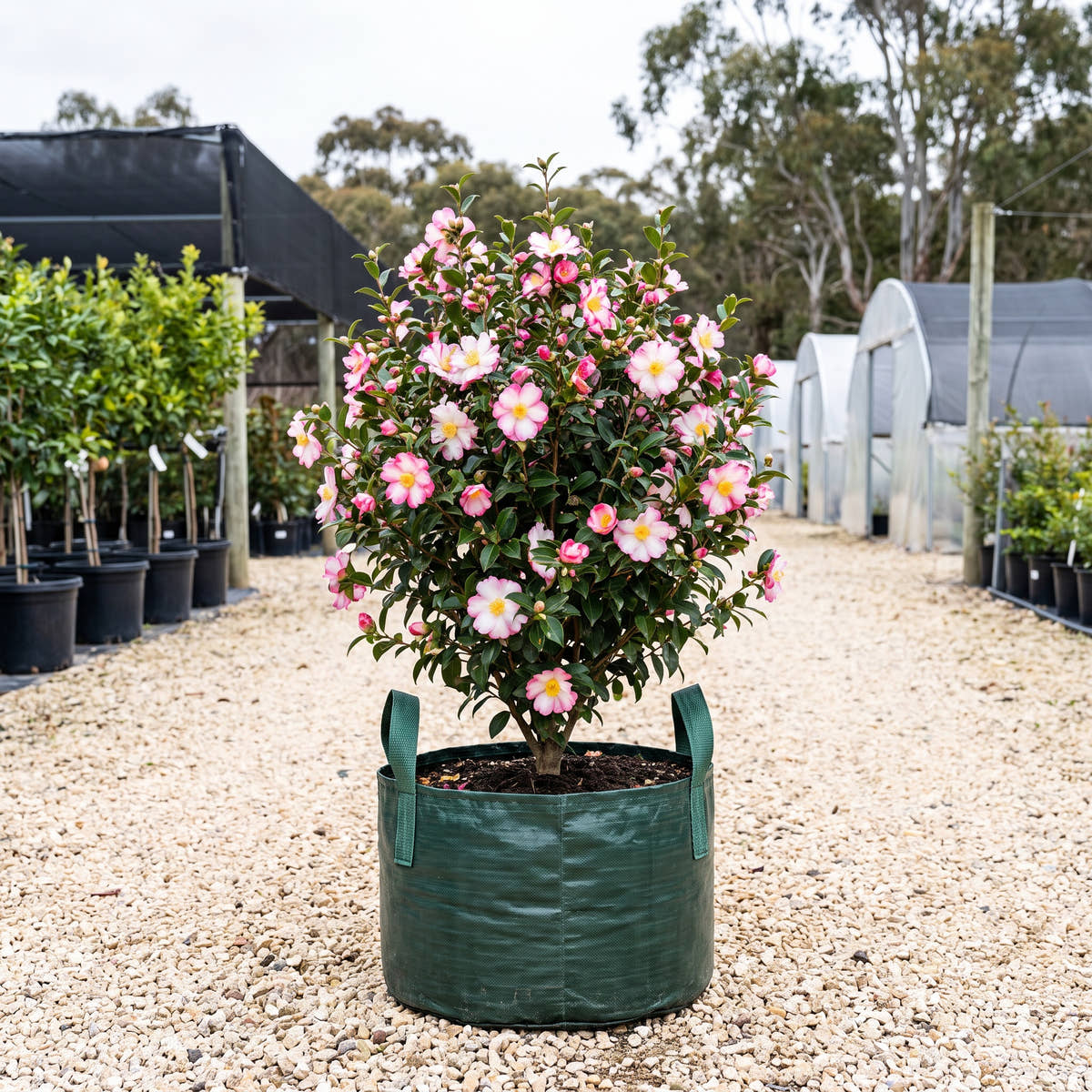 Rainbow Camellia - Camellia sasanqua ‘Rainbow’