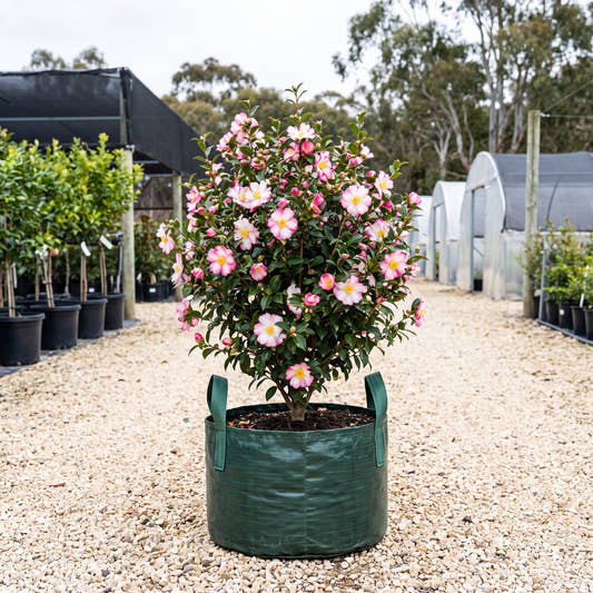 Rainbow Camellia - Camellia sasanqua ‘Rainbow’