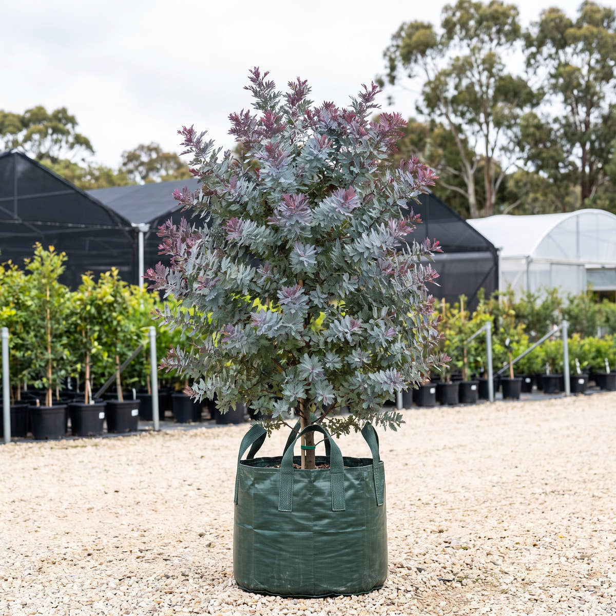 Cootamundra Wattle - Acacia baileyana