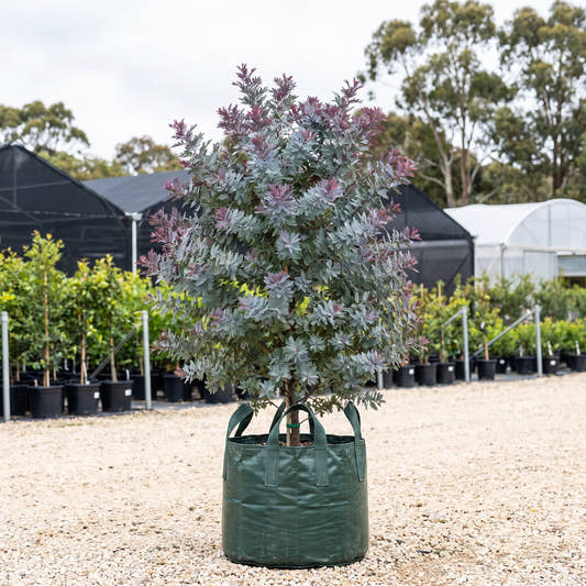 Cootamundra Wattle - Acacia baileyana