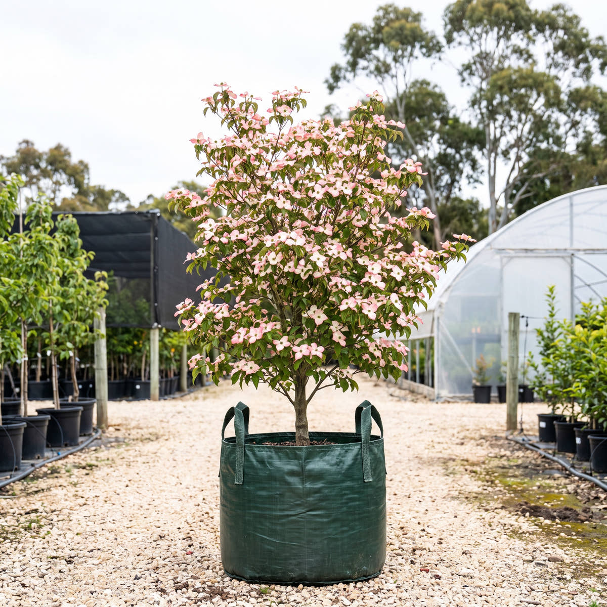 Stellar Pink Dogwood - Cornus ‘Stellar Pink’