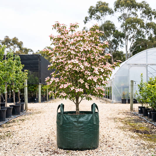 Stellar Pink Dogwood - Cornus ‘Stellar Pink’