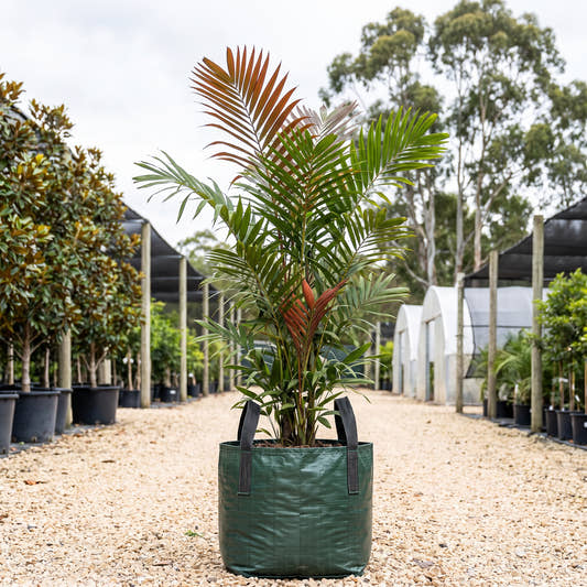 Ptychosperma waitianum