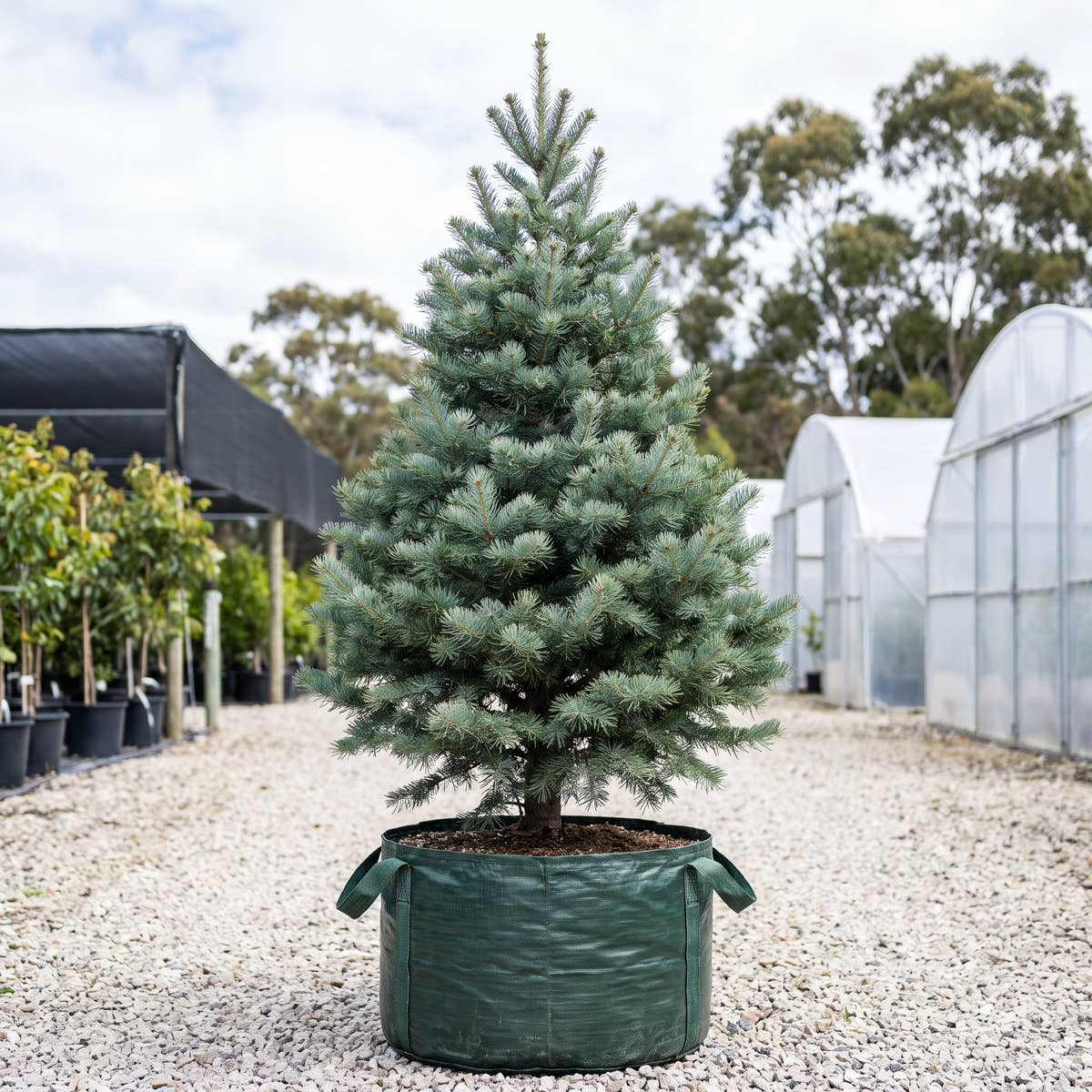 White Fir - Abies concolor