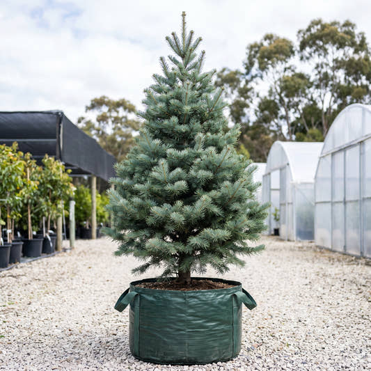 White Fir - Abies concolor