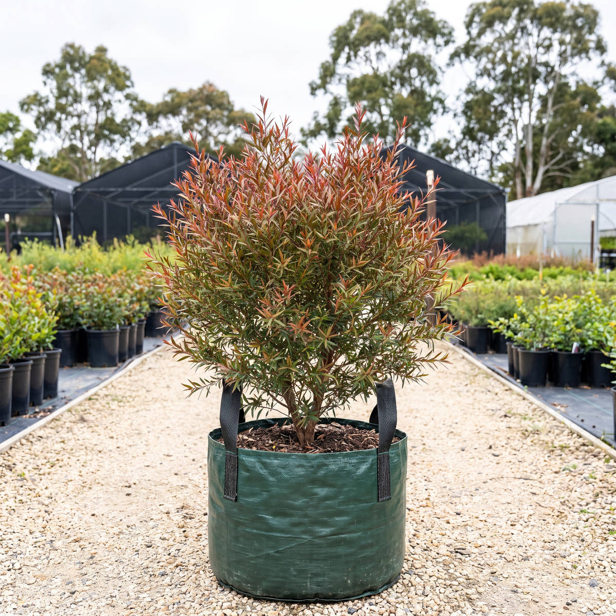 Burgundy Tea Tree - Leptospermum morrisonii ‘Burgundy’