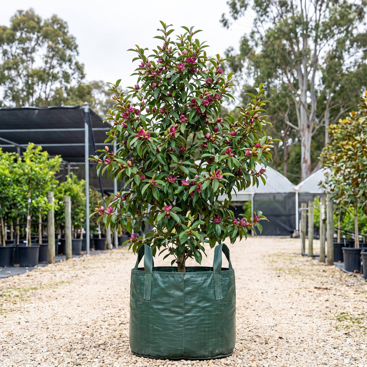 Stellar Ruby Michelia - Magnolia figo ‘Stellar Ruby’
