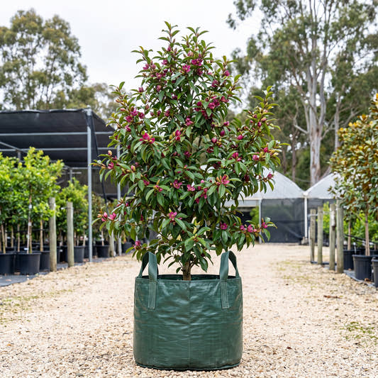 Stellar Ruby Michelia - Magnolia figo ‘Stellar Ruby’