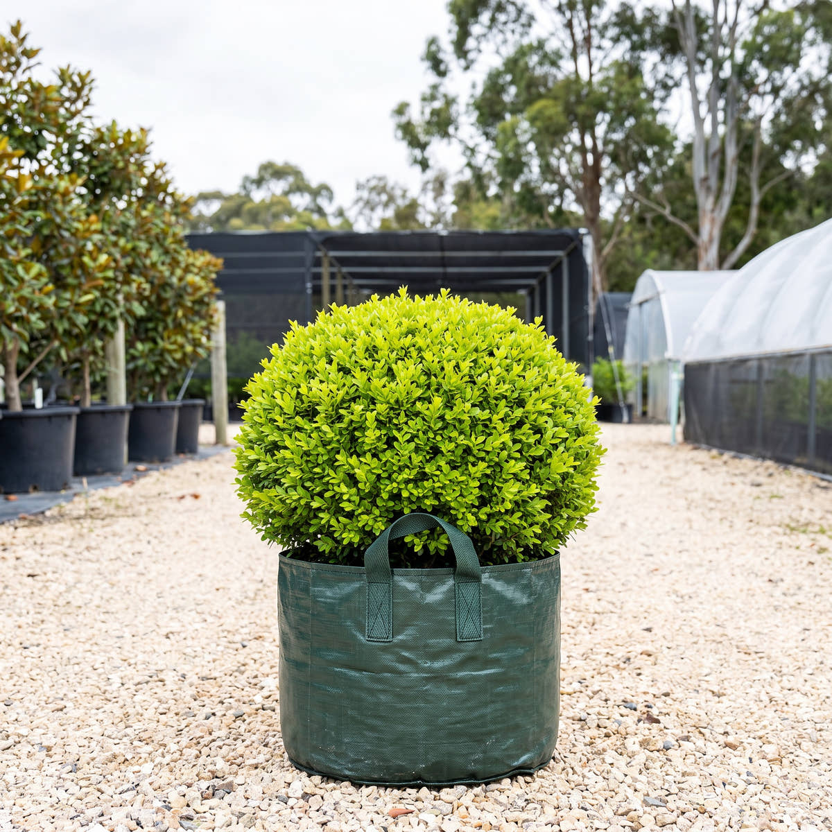 Shaggy Box (Ball) - Buxus bodinieri
