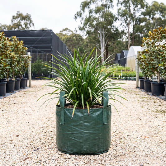 Evergreen Giant Liriope - Liriope muscari ‘Evergreen Giant’