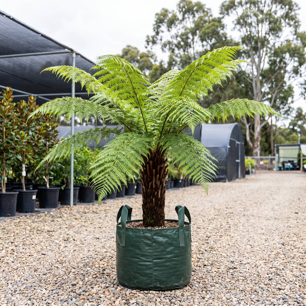 Rough Tree Fern - Cyathea australis