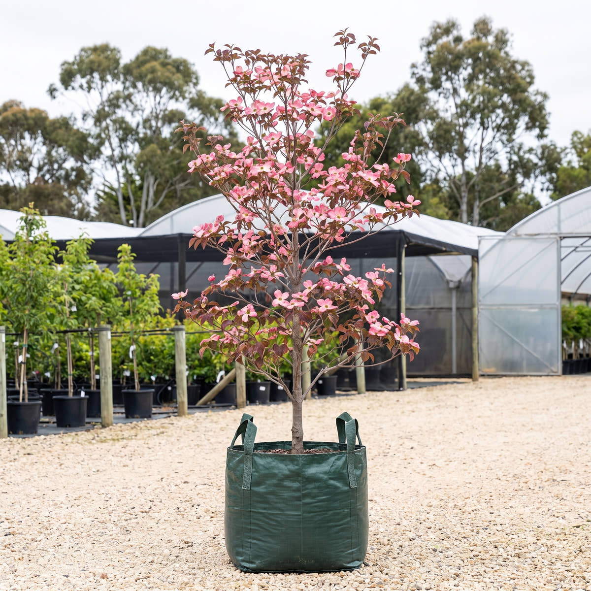 Flowering Dogwood - Cornus florida