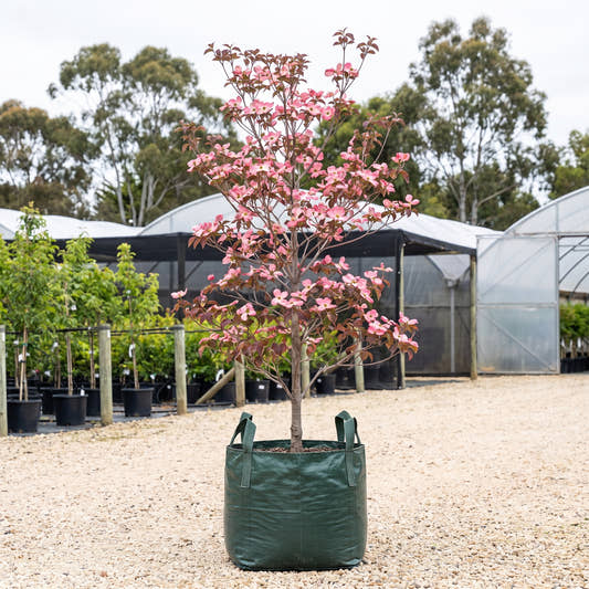Flowering Dogwood - Cornus florida