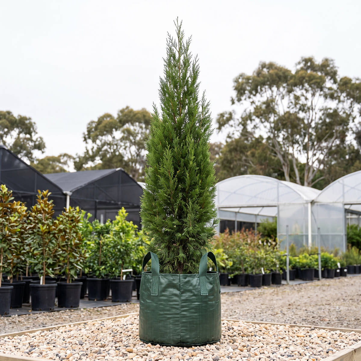 Fastigiata Western Red Cedar - Thuja plicata ‘Fastigiata’