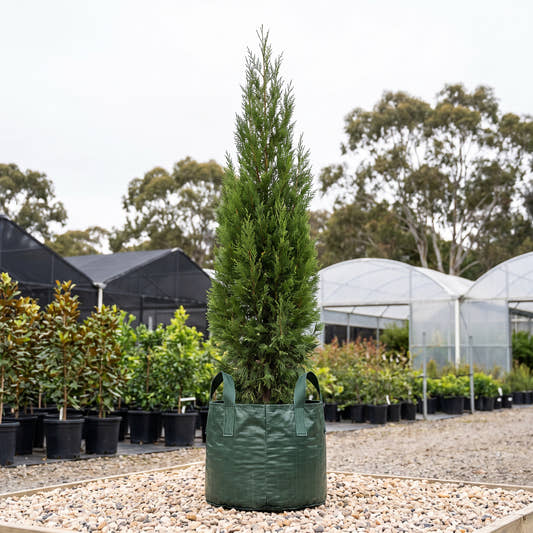 Fastigiata Western Red Cedar - Thuja plicata ‘Fastigiata’