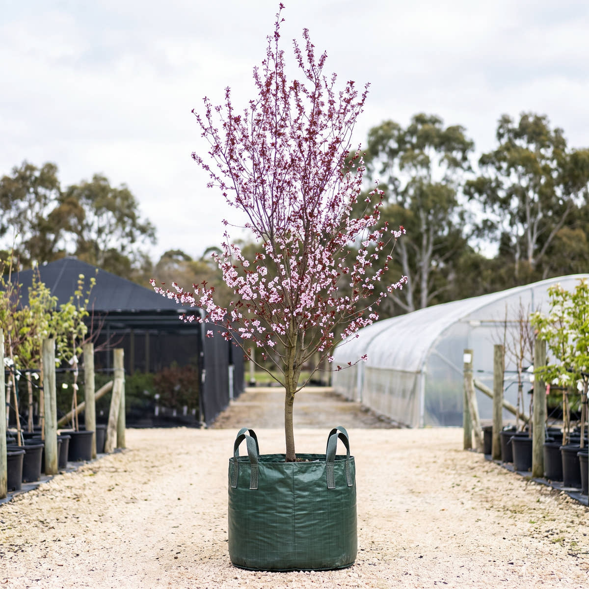 Purple Leaf Flowering Plum - Prunus cerasifera ‘Nigra’