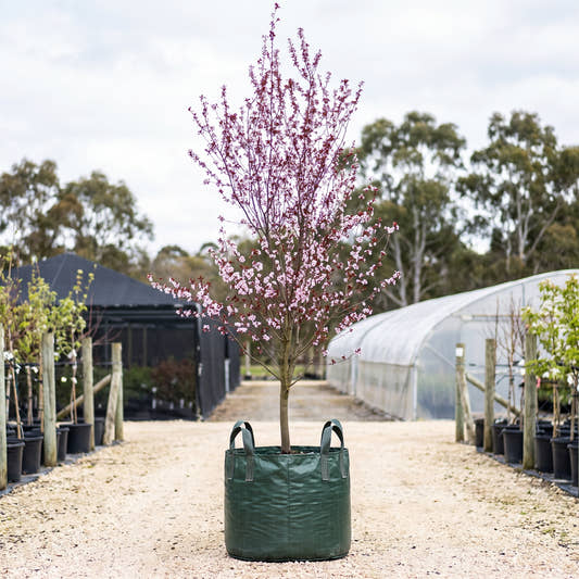 Purple Leaf Flowering Plum - Prunus cerasifera ‘Nigra’
