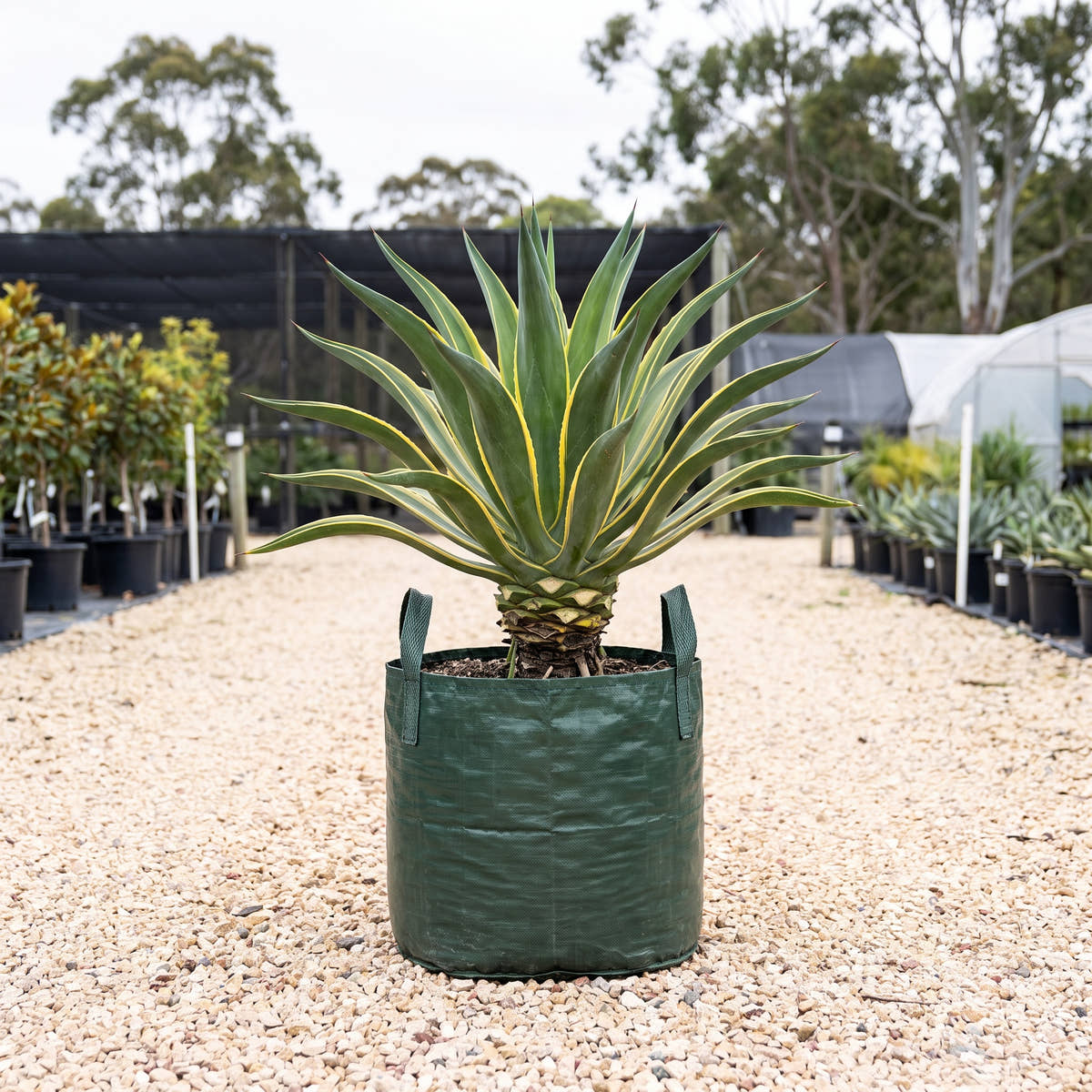 Smooth Agave - Agave desmettiana