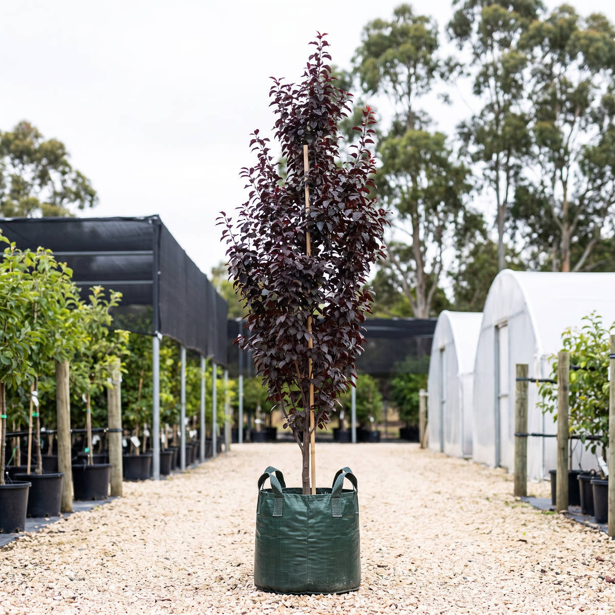 Fastigiate Purple Leaf Plum - Prunus cerasifera ‘Nigra Fastigiata’