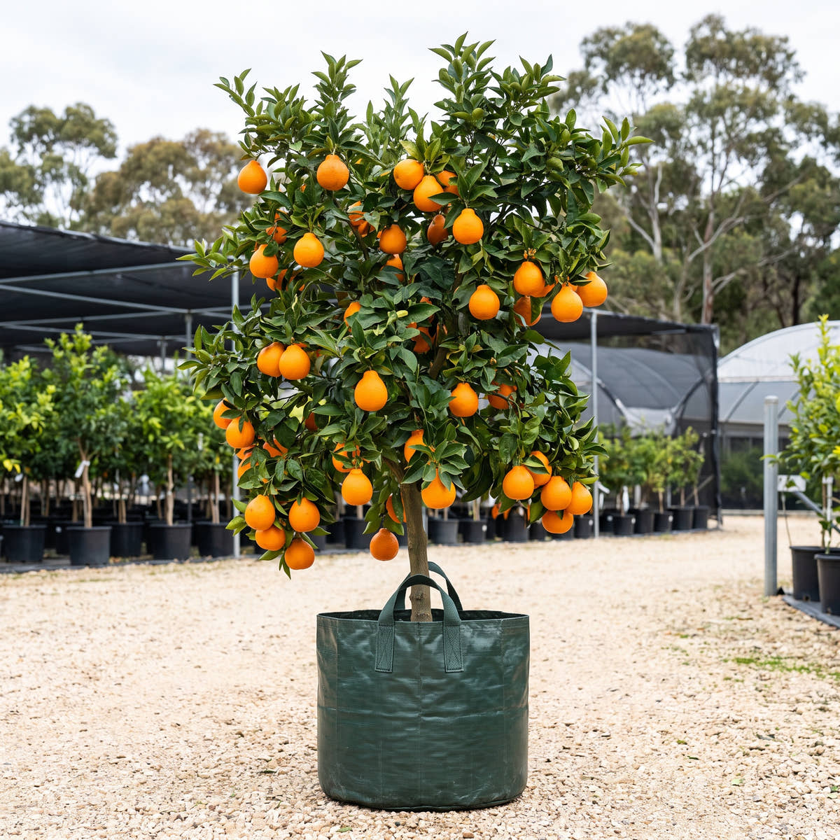 Minneola Tangelo - Citrus x tangelo ‘Minneola’