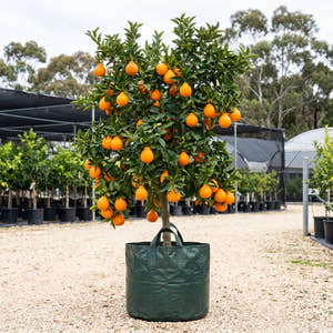 Minneola Tangelo - Citrus x tangelo ‘Minneola’