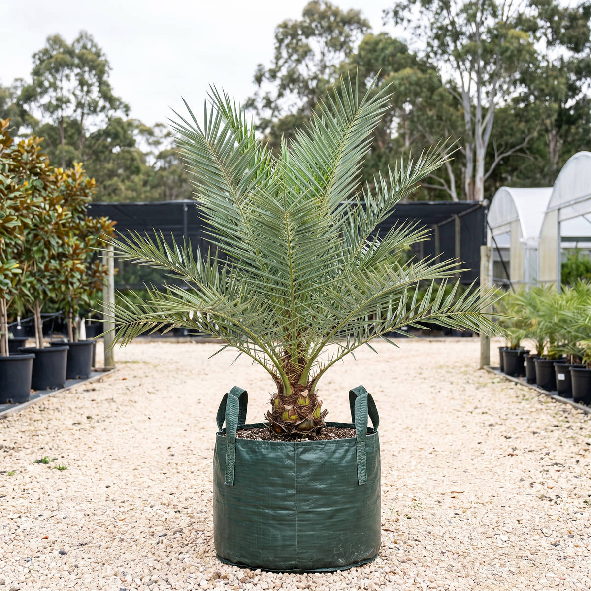 Silver Date Palm - Phoenix sylvestris