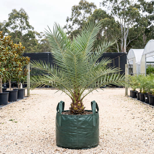Silver Date Palm - Phoenix sylvestris