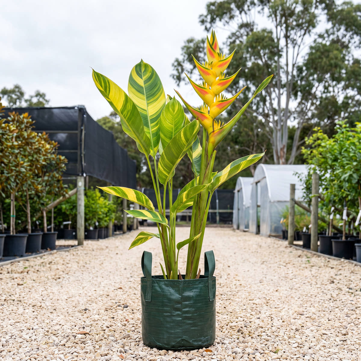 Heliconia bihai ‘Banana Split’