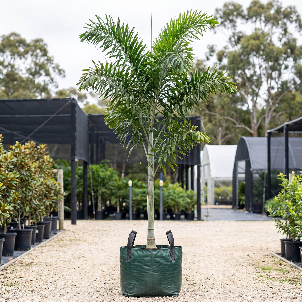 Dypsis lanceolata