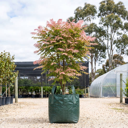Flamingo Chinese Cedar - Toona sinensis ‘Flamingo’