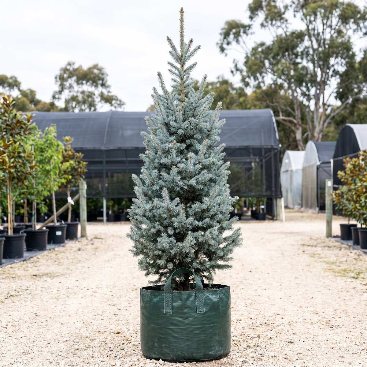Iseli Fastigiate Blue Spruce - Picea pungens ‘Iseli Fastigiate’