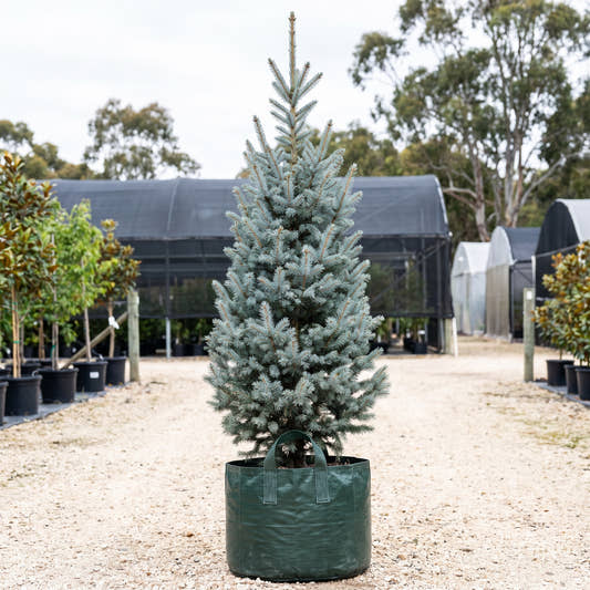 Iseli Fastigiate Blue Spruce - Picea pungens ‘Iseli Fastigiate’