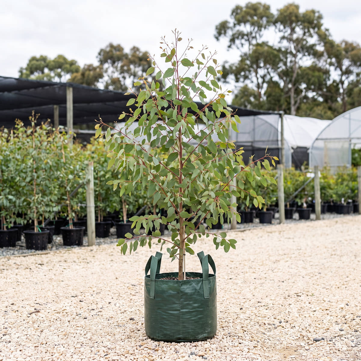 Swamp Gum (Mornington Peninsula) - Eucalyptus ovata