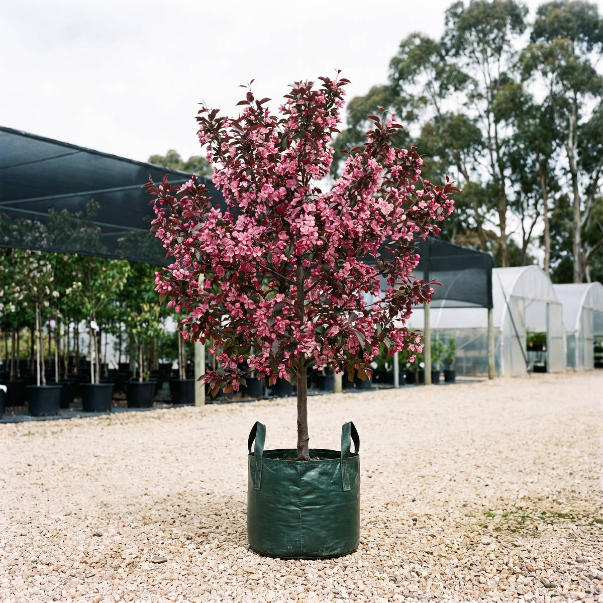 Profusion Crab Apple - Malus x moerlandsii ‘Profusion’