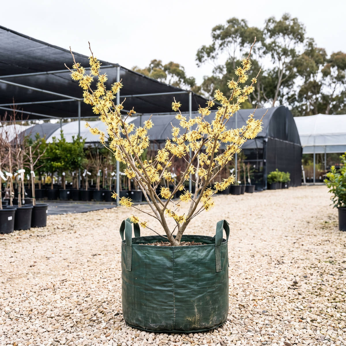 Pallida Witch Hazel - Hamamelis x intermedia ‘Pallida’