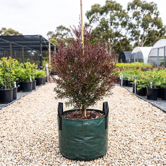 Starry Night Tea Tree - Leptospermum obovatum ‘Starry Night’