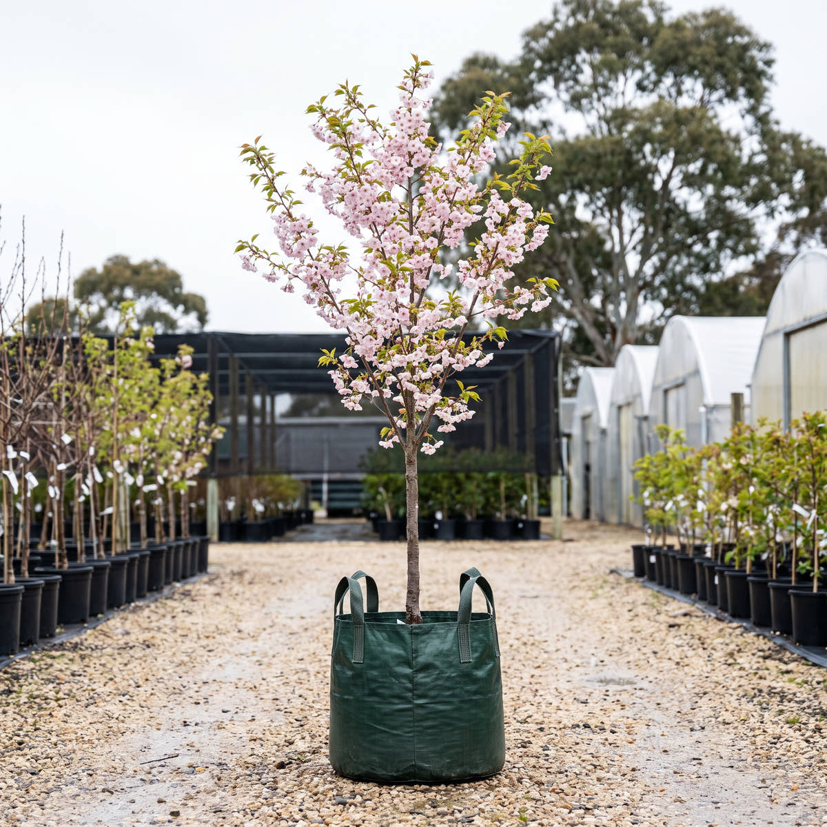 Amanogawa Flowering Cherry - Prunus serrulata ‘Amanogawa’