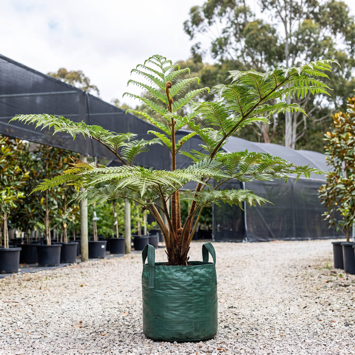 Norfolk Island Tree Fern - Cyathea brownii