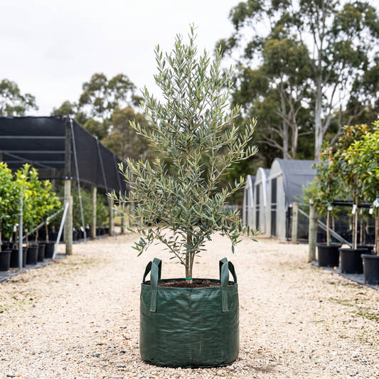 Picual Olive - Olea europaea ‘Picual’