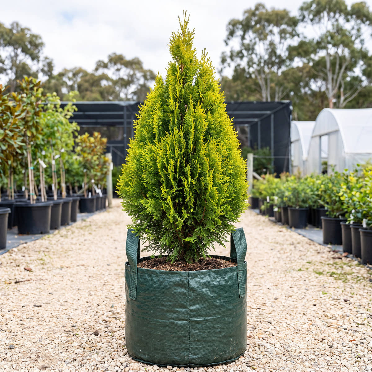 Golden Biota - Thuja orientalis ‘Aurea Nana’
